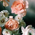 Nawal Hashim - Instagram Profile Picture of Nawal Hashim (@hashimnawal) on Instagram