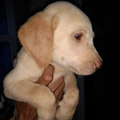 Aberdeenshire Fink - Youtube Profile Picture of Aberdeenshire Fink (@aberdeenshirefink7127) on Youtube