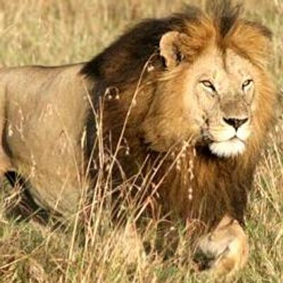 Profile Picture of Ajay Panchal (@ajaypanchal25) on Twitter