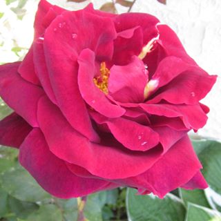 Profile Picture of Ruth Hendriks (@ruth.hendriks.10) on Facebook