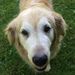 Profile Picture of Ernest Hill Kennel (@ernesthill83) on Pinterest