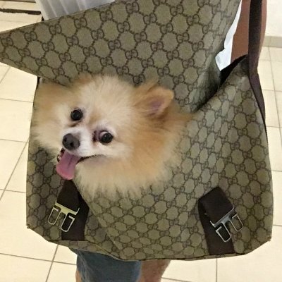 Profile Picture of StevenSiu (@StevenSiu5) on Twitter