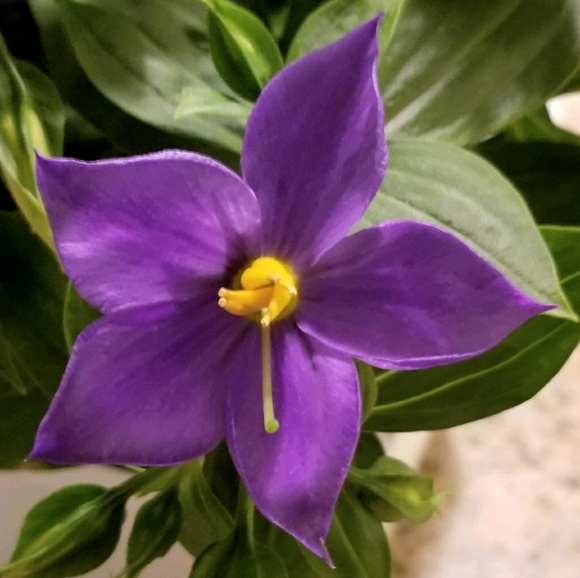 Profile Picture of Kimmie Andeen (@mymaymay) on Poshmark