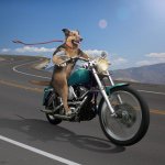 Profile Picture of Steve Barker (Actual Dog) (@steve_barker_actual_dog) on Instagram