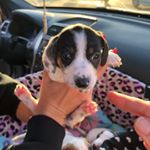 Profile Picture of Jeffrey Hayes (@axlgreasehayes) on Instagram