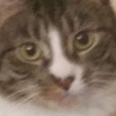 Profile Picture of Amy Epp (@WakkaWabba) on Twitter