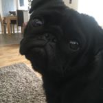 Profile Picture of Anne Fulton (@annefulton94) on Instagram