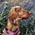 Profile Picture of Cheryl (@cherylthecocker) on Instagram