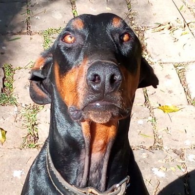 Profile Picture of Thomas Richter (@thomasesr) on Twitter