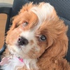 Profile Picture of Lily🐶🐶🐶 (@@lilymccarthy20) on Tiktok