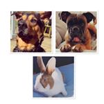 Profile Picture of Benjamin Bunny,Misty&Dodger (@the_life_of_1bunny2dogs) on Instagram