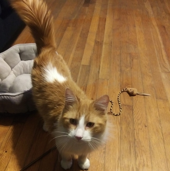 Profile Picture of Steve Dodder (@lionking_27046) on Poshmark