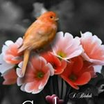 Profile Picture of anu abraham (@anu____98_) on Instagram