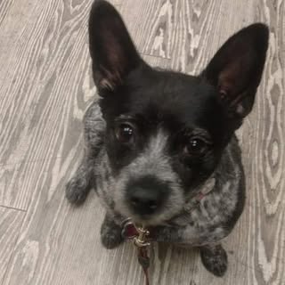 Barbara Ann Rodriquez Beseda - Instagram Profile Picture of Barbara Ann Rodriquez Beseda (@besedabarbara) on Instagram