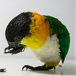 Profile Picture of Daniel Kennedy (@itsdankreviews) on Flickr