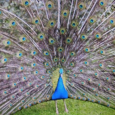 Chrisje - Twitter Profile Picture of Chrisje (@ChrisAndMerlin) on Twitter