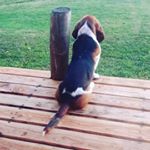 Profile Picture of Roberto 🐶 (@robert_basset) on Instagram