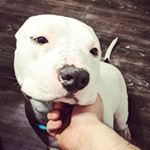 Profile Picture of Mike Frantz (@45490sx) on Instagram