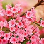 Profile Picture of Rachana Upadhyay (@rachana.upadhyay.589) on Instagram