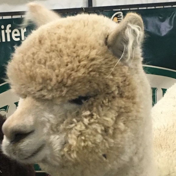 Profile Picture of Lindsey Vanwinkle (@lindzv23) on Poshmark