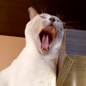 Profile Picture of Heather M Casey Campbell (@heathermcaseycampbell8820) on Youtube