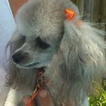 Profile Picture of Sherry  Hagerman (@hillbilly_girl_wv) on Instagram