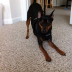 Profile Picture of Chase 🐾 (@chase_doggie_hardwick) on Instagram