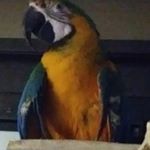 Profile Picture of Robert J.F.Dimler (@robertdimler) on Instagram