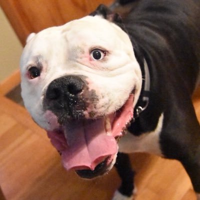 Profile Picture of Carl Lewandowski (@carllew_) on Twitter