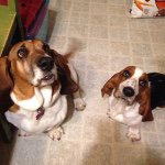 Profile Picture of Keisha, Paisley & Samson (@a_basset_isan_asset) on Instagram