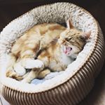 Profile Picture of James Guinness McGregor (@jamesgthecat) on Instagram