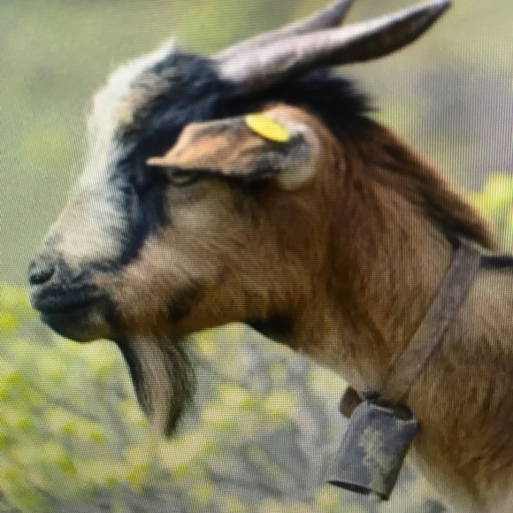 Evangeline Harrell - Poshmark Profile Picture of Evangeline Harrell (@evangelineha808) on Poshmark