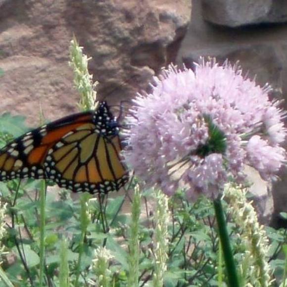 Janis Hartley - Poshmark Profile Picture of Janis Hartley (@janisposh) on Poshmark