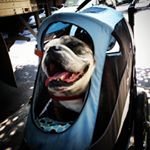 Profile Picture of Barry Fleming (@dharmabuilt) on Instagram