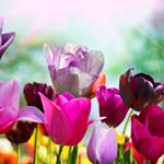 Sheri Gilreath-Watts - Instagram Profile Picture of Sheri Gilreath-Watts (@gilreathwatts) on Instagram