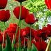 Profile Picture of Dominic Arduini (@dominicnarduini) on Pinterest