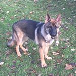 Profile Picture of Craig Hadden (@hadden590) on Instagram