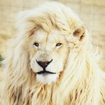 Profile Picture of Michael (@wolfman8003) on Instagram