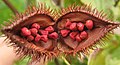 Profile Picture of Annatto - Wikipediaon Wikipedia