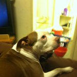 Profile Picture of Amberlee hegemeyer (@amberlee0908) on Instagram