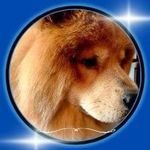 Profile Picture of Chow-Chow Coimbra (@chowchowcoimbra) on Instagram