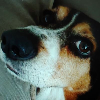 Profile Picture of Carole Pearson (@CaroleP00465784) on Twitter