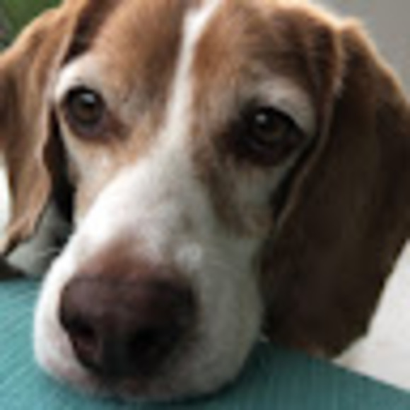 Linda Estey - Poshmark Profile Picture of Linda Estey (@puppylove73) on Poshmark