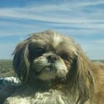 Profile Picture of Steve Pam Lund Tiller (@stevepamtiller) on Instagram