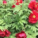 Profile Picture of Rose Schenk (@roseschenk) on Instagram