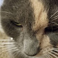 Opal Stone - Quora Profile Picture of Opal Stone (@opal-stone-10) on Quora