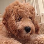 Profile Picture of Debbie Knott Clayton (@longfielddebs) on Instagram