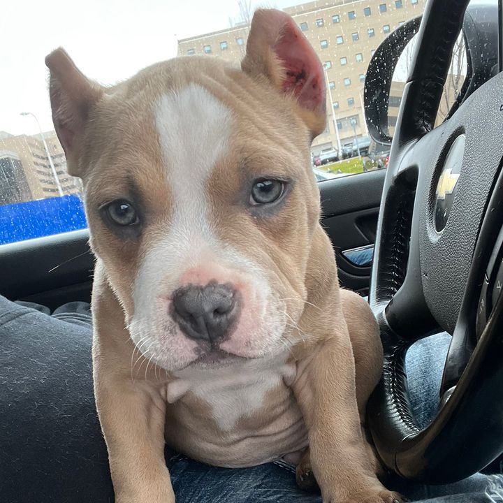 Profile Picture of Joshua Hughes (@broodythebully) on Tiktok