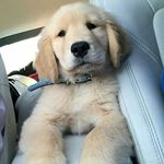 Profile Picture of max_golden (@max_lucasgolden) on Instagram