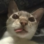 Profile Picture of Simone Earl (@enomisntoggs) on Instagram